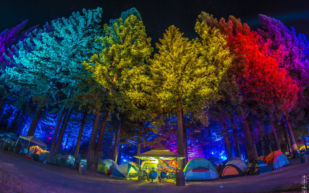 Northern Nights: A Cannabis “Tree Lounge” Experience