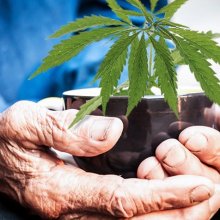 Complete Guide to Medical Marijuana for Seniors