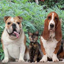 Claws and Effect: Cannabis Medicine for Pets