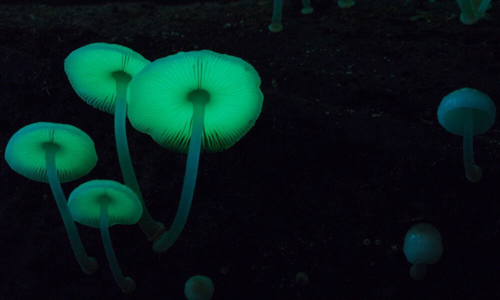 Fantastic Fungi Is A New Documentary That Celebrates The World Of Mushrooms