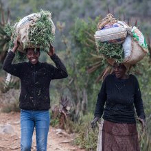 What Will the Cannabis Economy Mean for Africa?