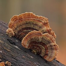 Meet the Medicinal Mushrooms