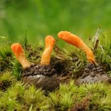 Fungi Photo Gallery