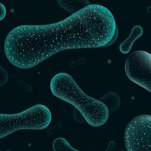 Gut Microbiota & the Endocannabinoid System