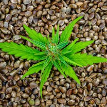 Progress Seen in Final USDA Hemp Regs