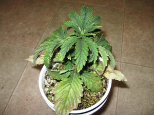 How Over Watering Affects Cannabis Plants | Symptoms & Solutions