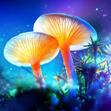 Psychedelics for Obsessive-Compulsive Disorder