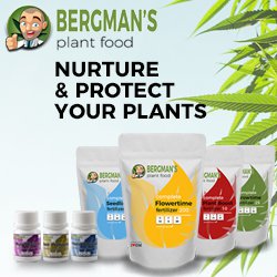 Nitrogen Deficiency in Marijuana Plants