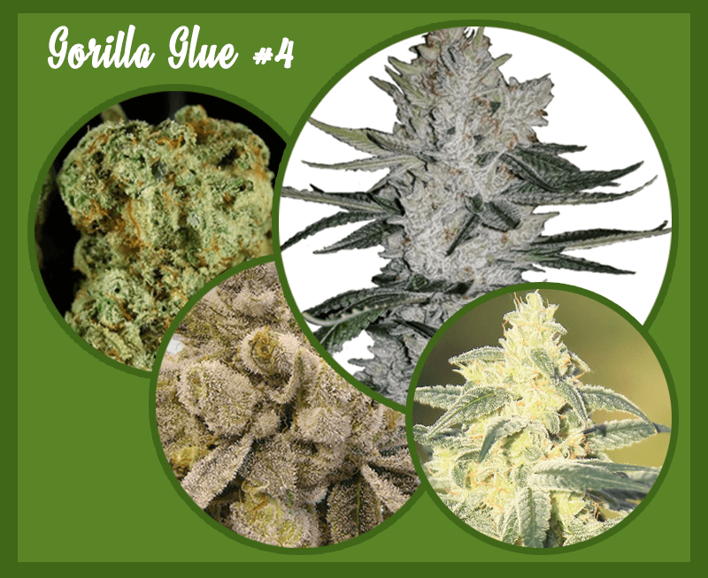 Gorilla Glue Weed #4 Strain [Marijuana Strain Full Review] & Info