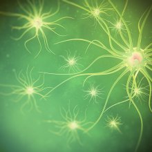 The Endocannabinoid System & the Brain