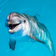 Dolphin Study Identifies Hitherto Unknown Endocannabinoid